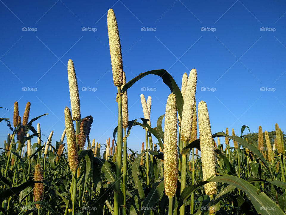 Millet ears growing on a blue background, Rajasthan India