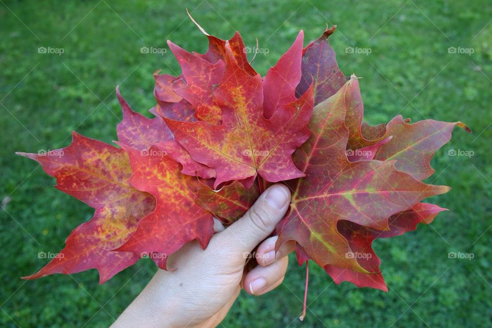 Colorful fall leaves