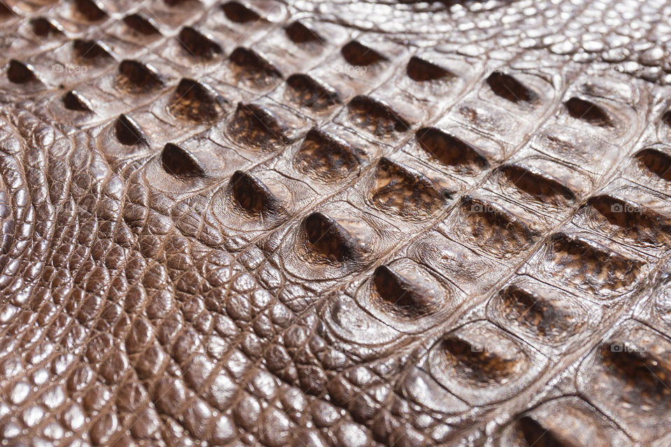 Close up of American alligator skin dyed leather 