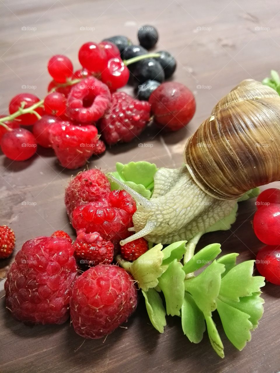 Rustic image of berries on a wooden table with green leaves and snail