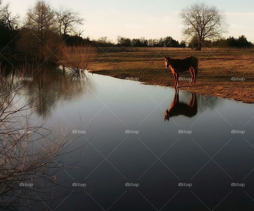 Horse reflection in a pond in winter glorious mother nature