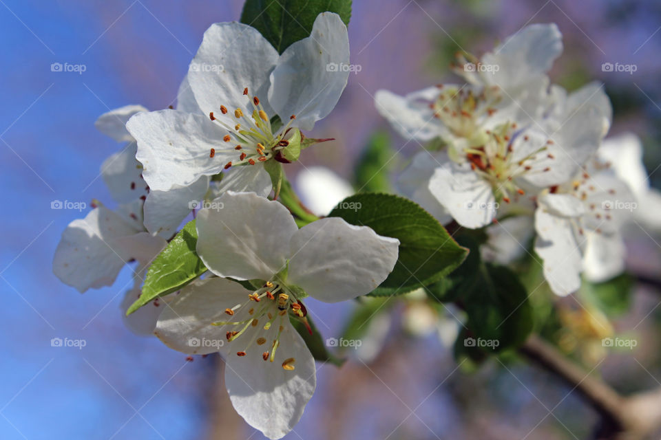 White Blooms 