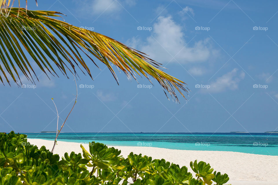 Palm on the beach. 