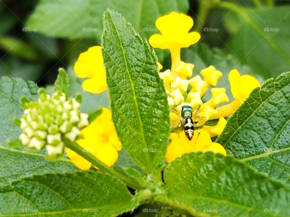 Spider on the flower.