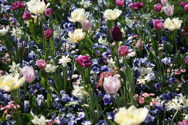 tulip meadow

