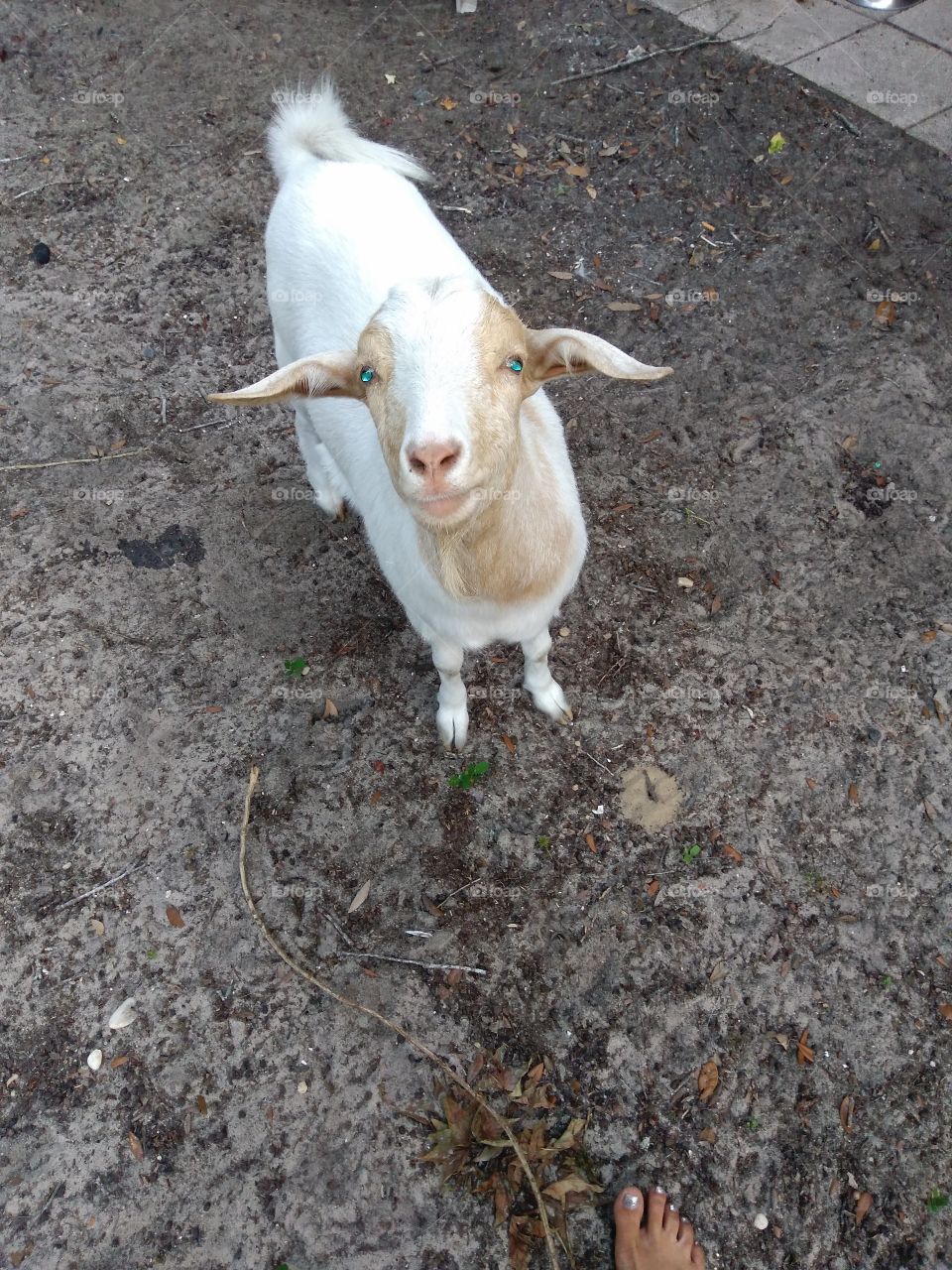 goat life