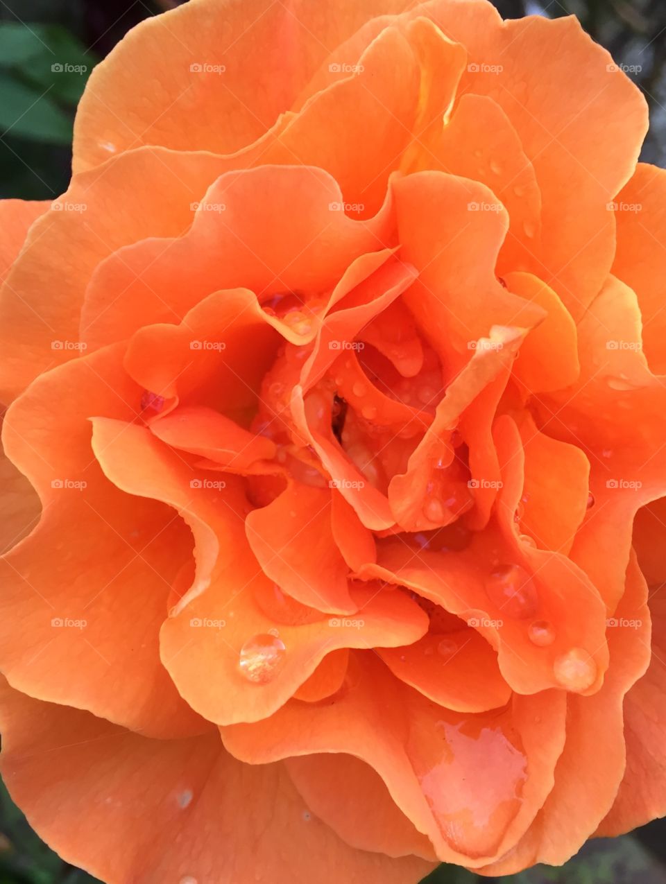 Orange rose flower with water drop