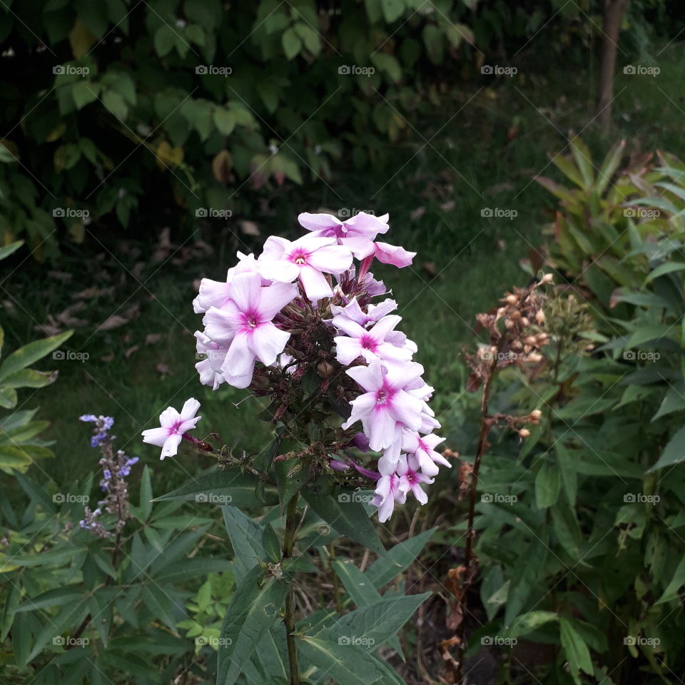 late pink flox with magenta heart in autumn