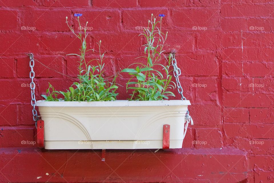 An urban garden in Manhattan, New York City as depicted by a hanging planter bolted to a red brick wall of an apartment building.