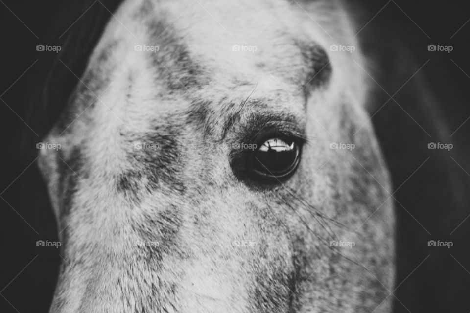 Eye of an Arabian 