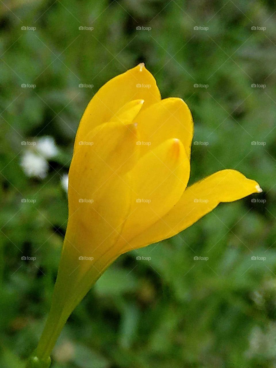 The memories of summer: yellow rain lily was so bright and lovely in the wild grass at dusk in summer, attracted my attention.