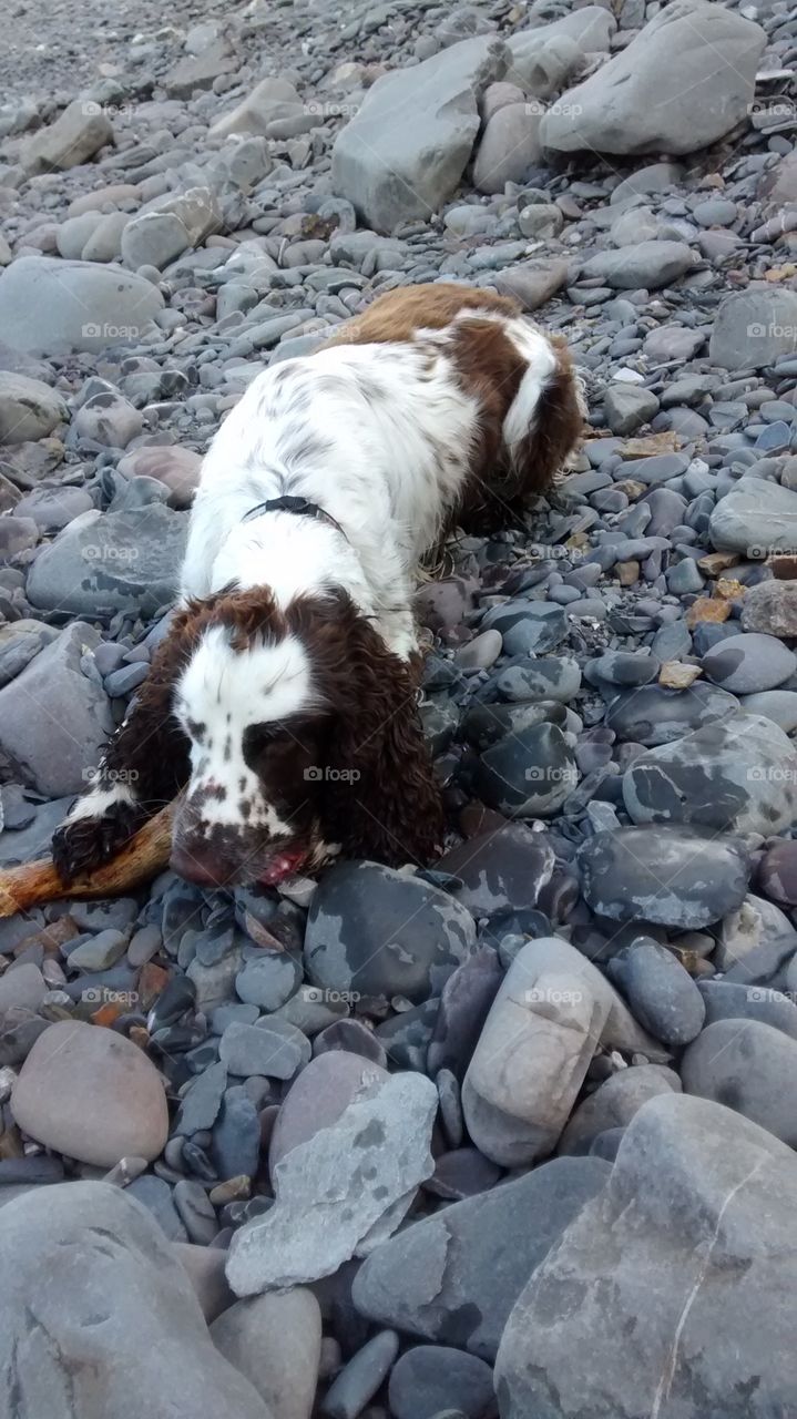 Dog chewing stick on the pebble beach last summer