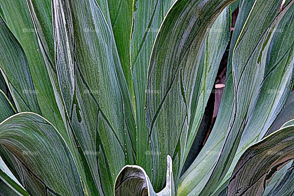 Leaves of green 2