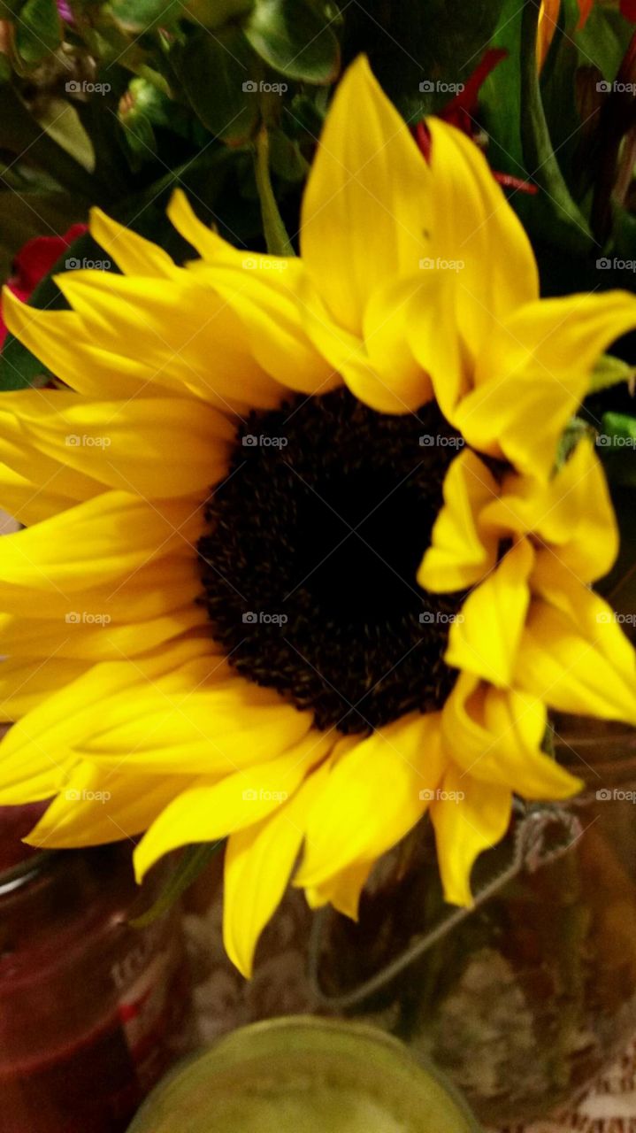Sunflower. Sunflower
