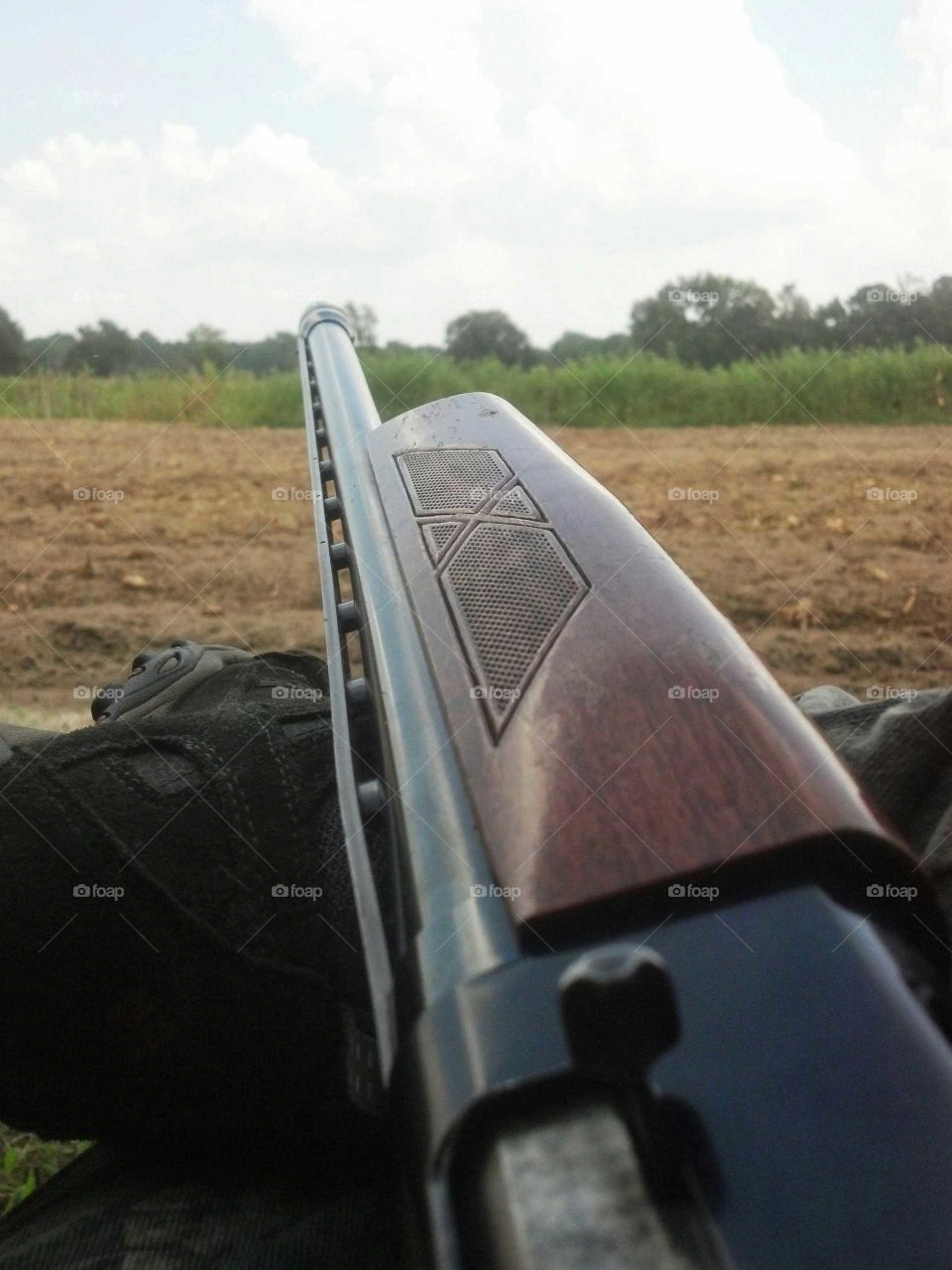 Shotgun dove Field