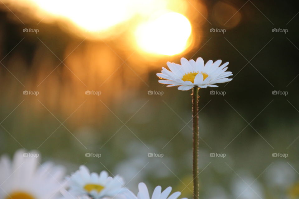 Close-up of white flower