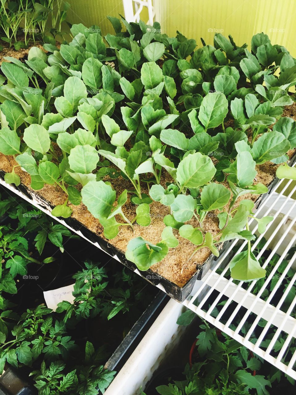 cabbage seedlings