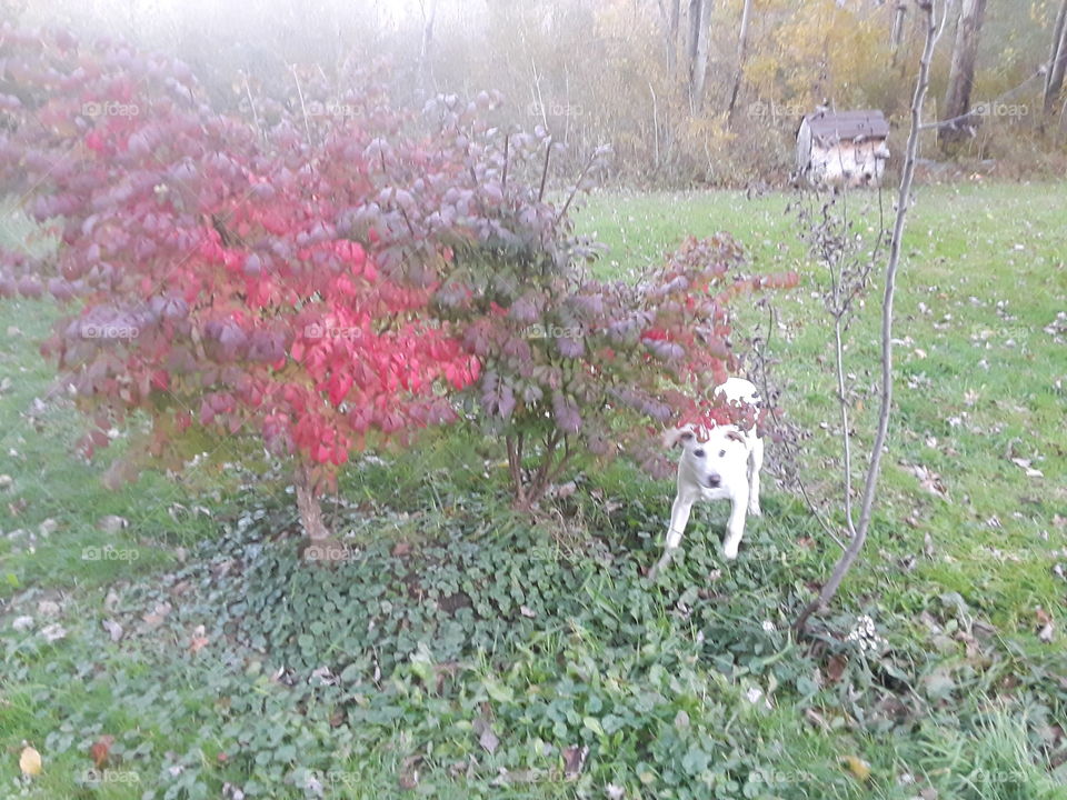 white puppy red tree