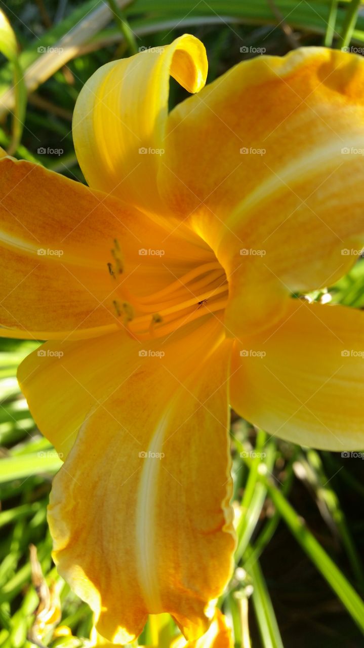 sunny lilly blooming