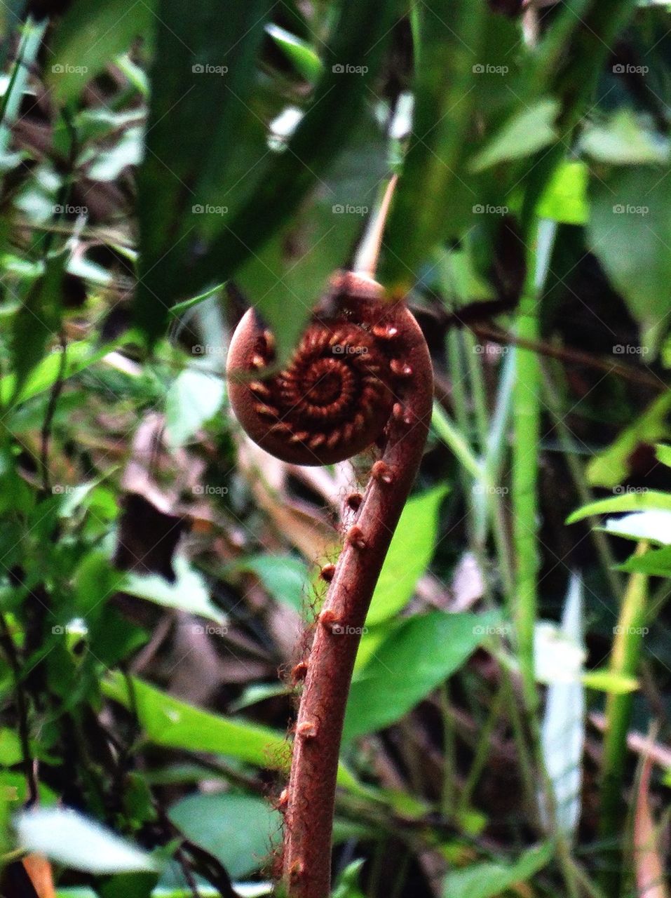 A Fern's Bud