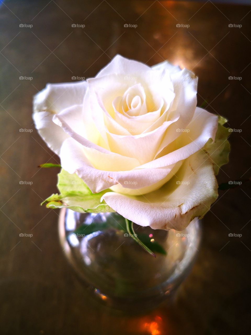 A white rose on my table.
