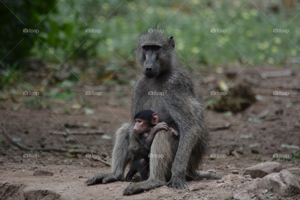 Mom and baby Baboon , spending quality time together as the day starts to slip away 