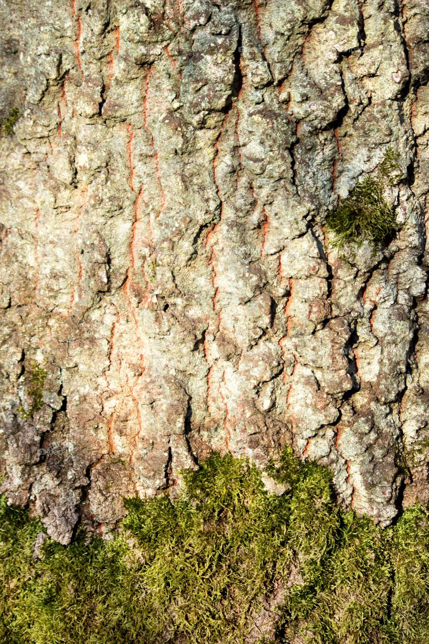 Tree bark with moss. Close up texture of tree bark with moss at the bottom