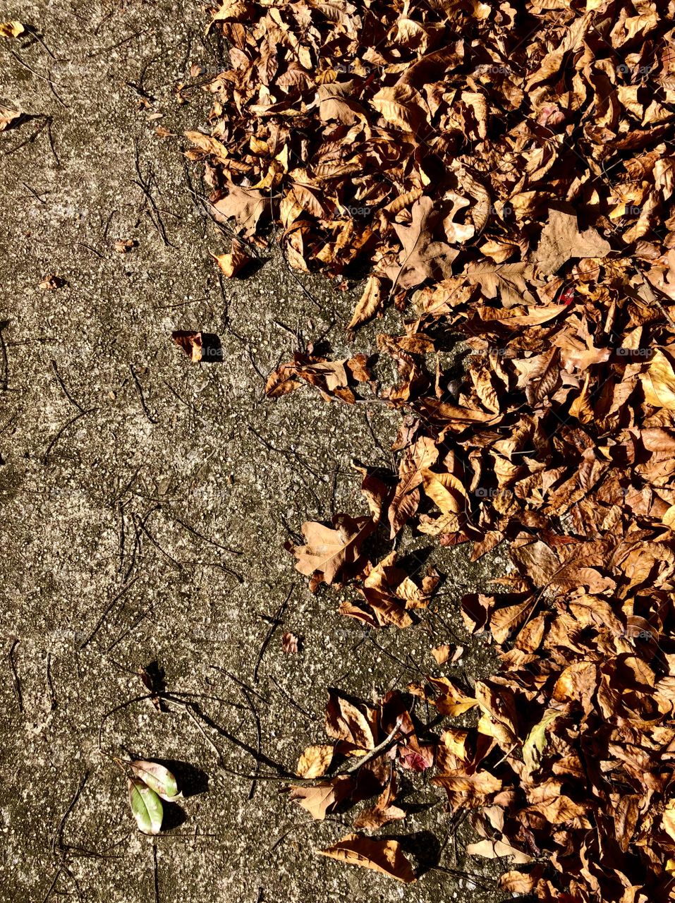 Dry leaves blown across sidewalk 