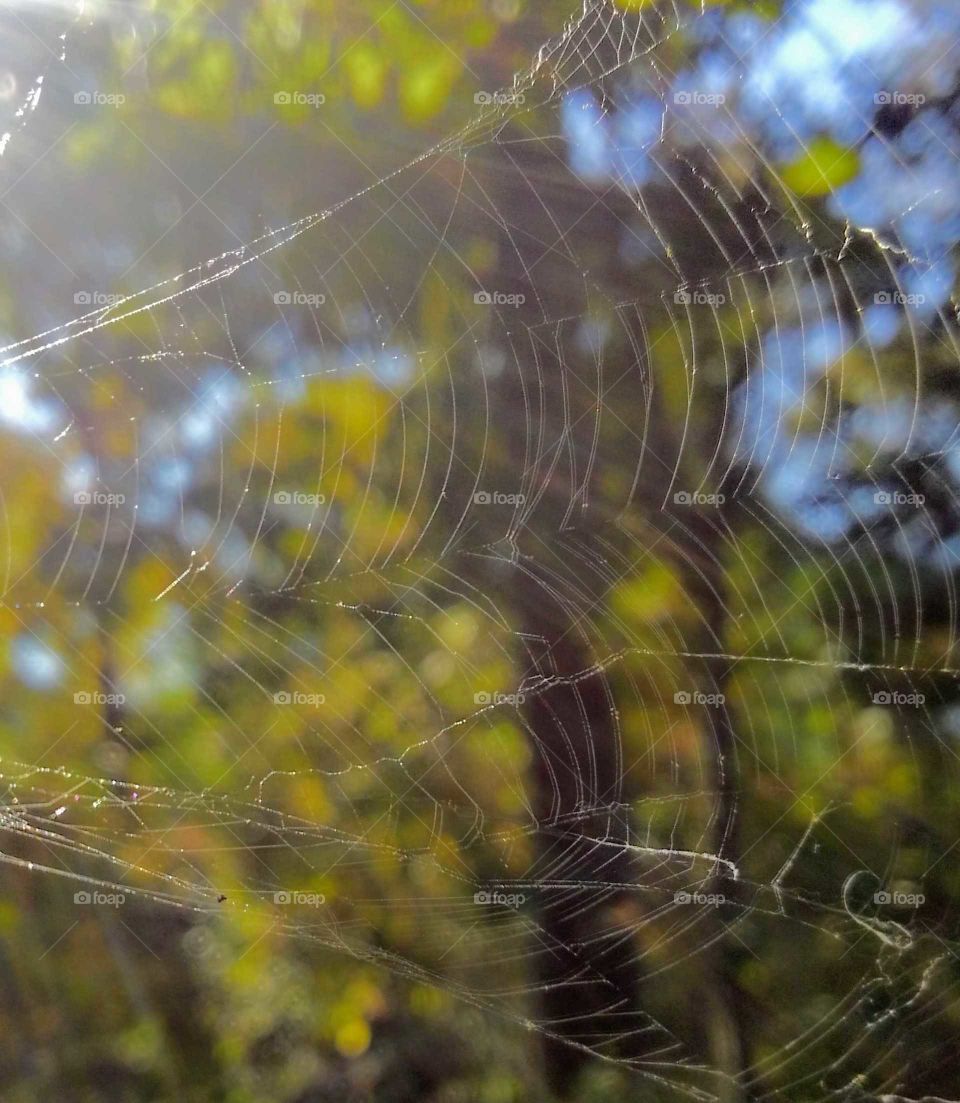 the web