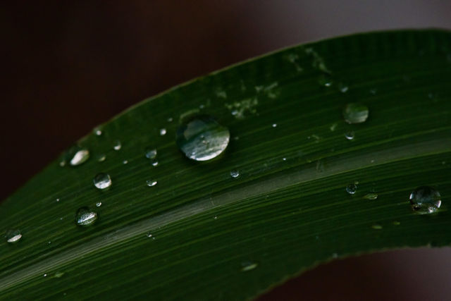 corn leaf after the rain.
