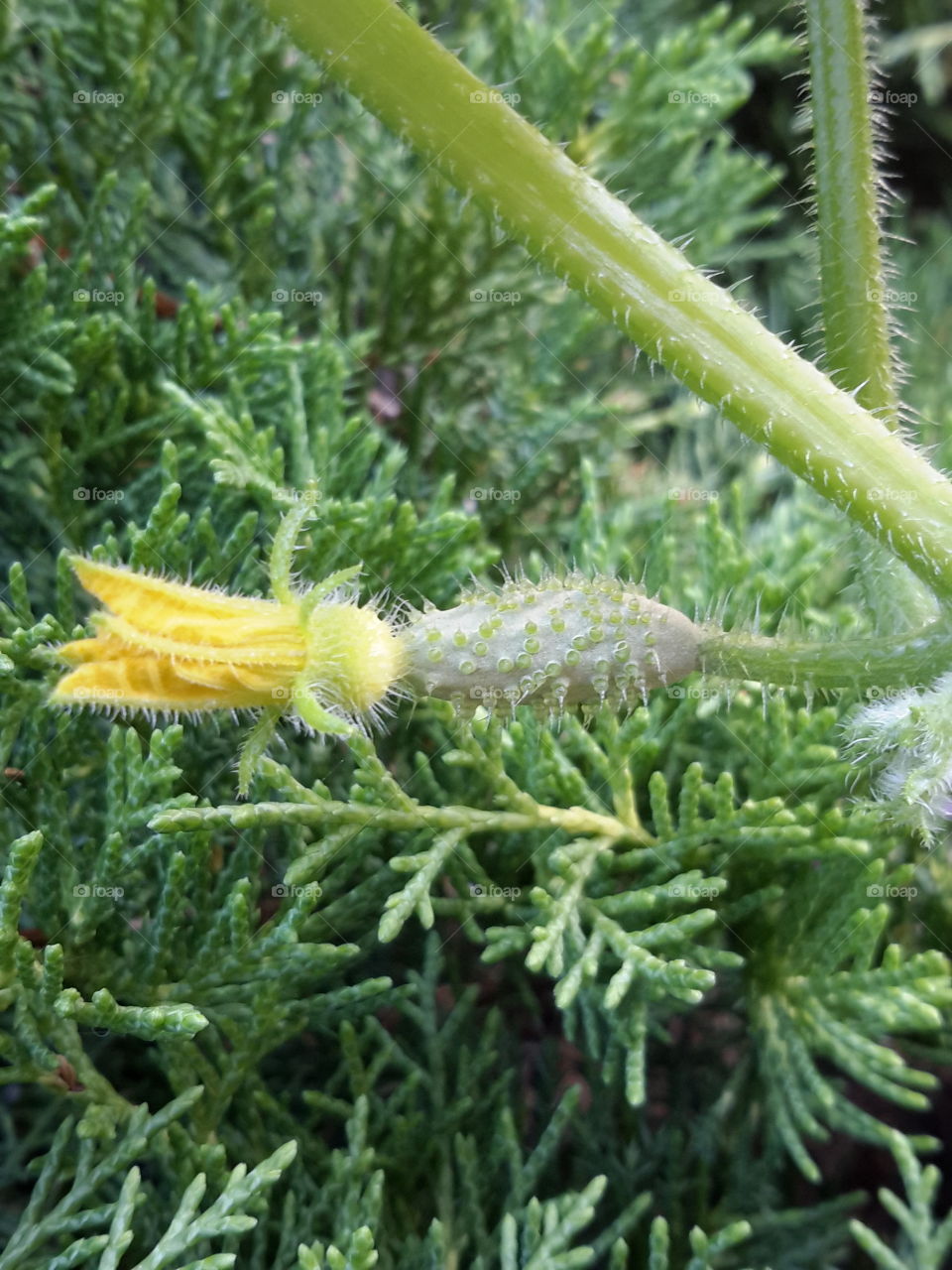 Cypress cucumber