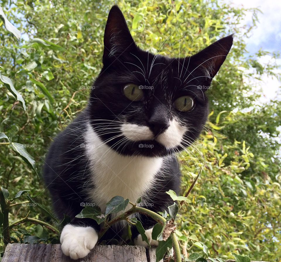 Green Eyed Cat