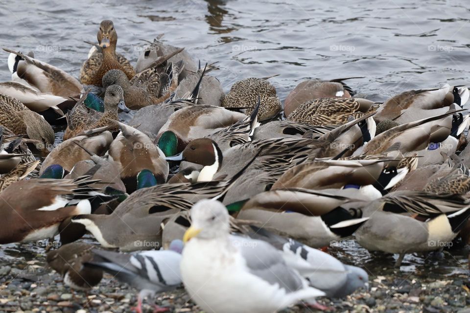 Ducks ,seagulls ,pigeons searching for food on the shore 