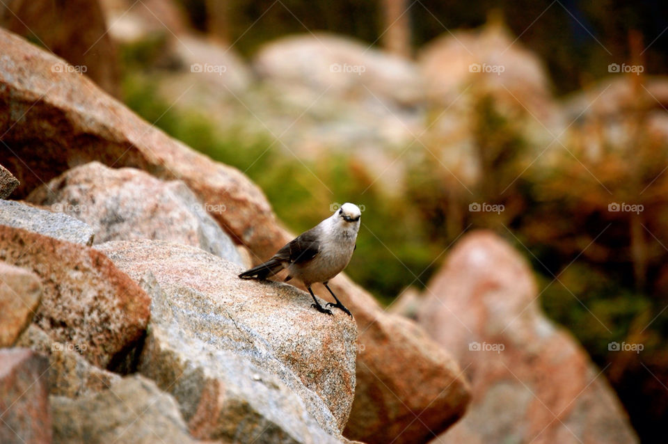 bird rock colorado by refocusphoto