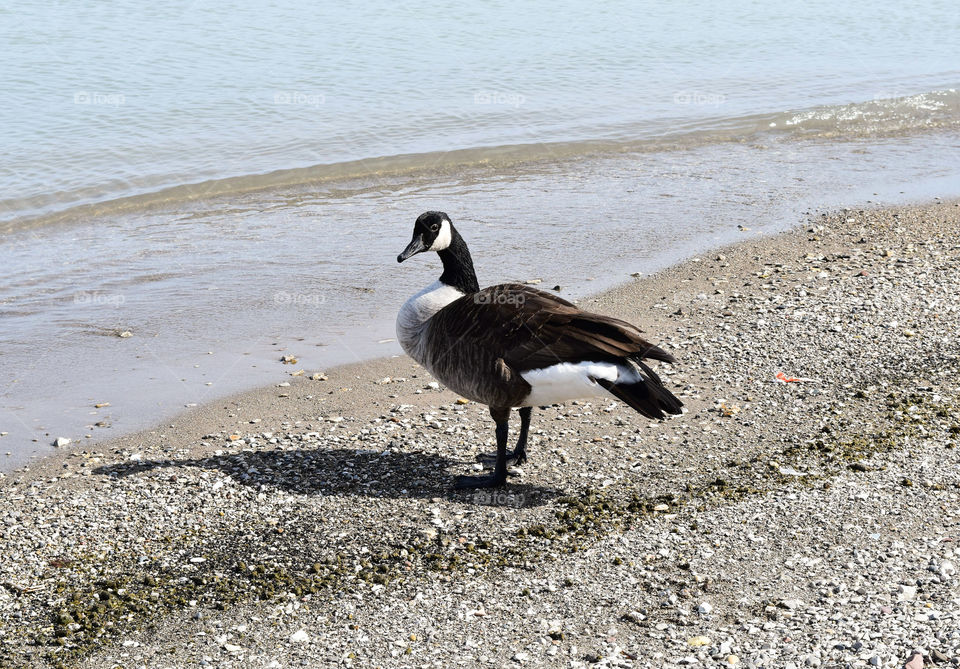 Canadian goose on shore of Lake Michigan