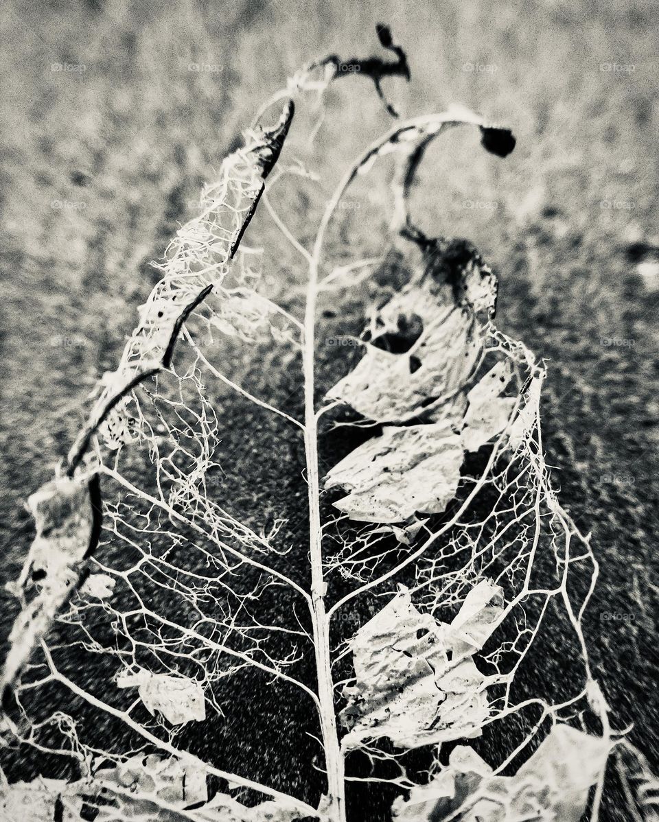 A decomposing leaf, which is become skeletal 