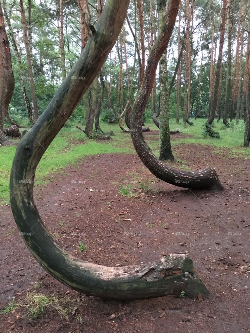 Nowe Czarnowo - Crooked trees - Poland