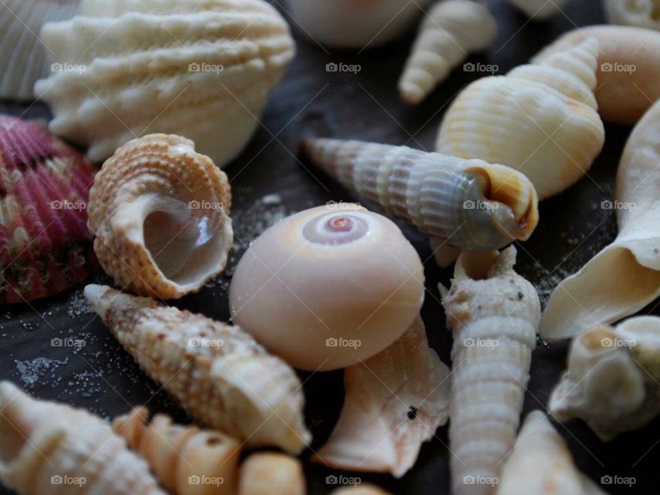 Shell collection 