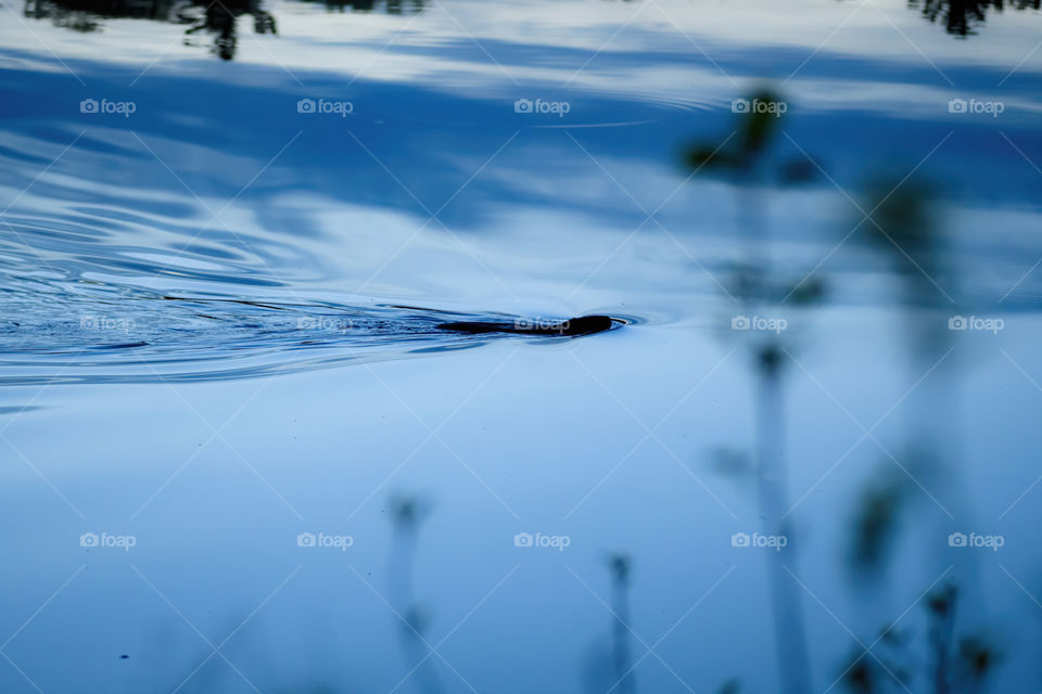Beaver patrolling the waters at the Waseeka Wildlife Sanctuary in Massachusetts. 