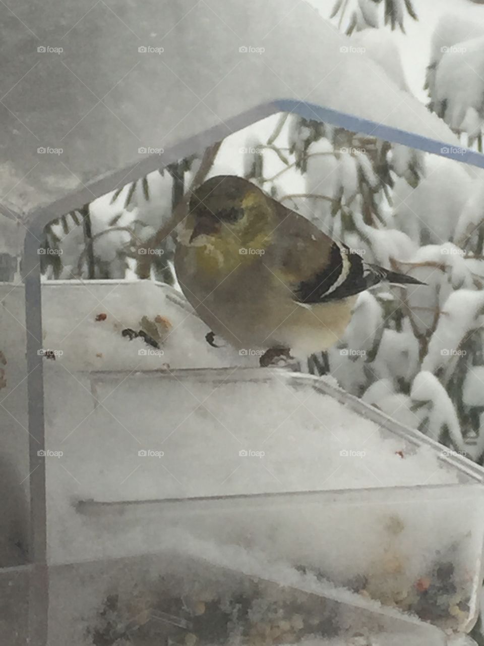 Goldfinch in the window
