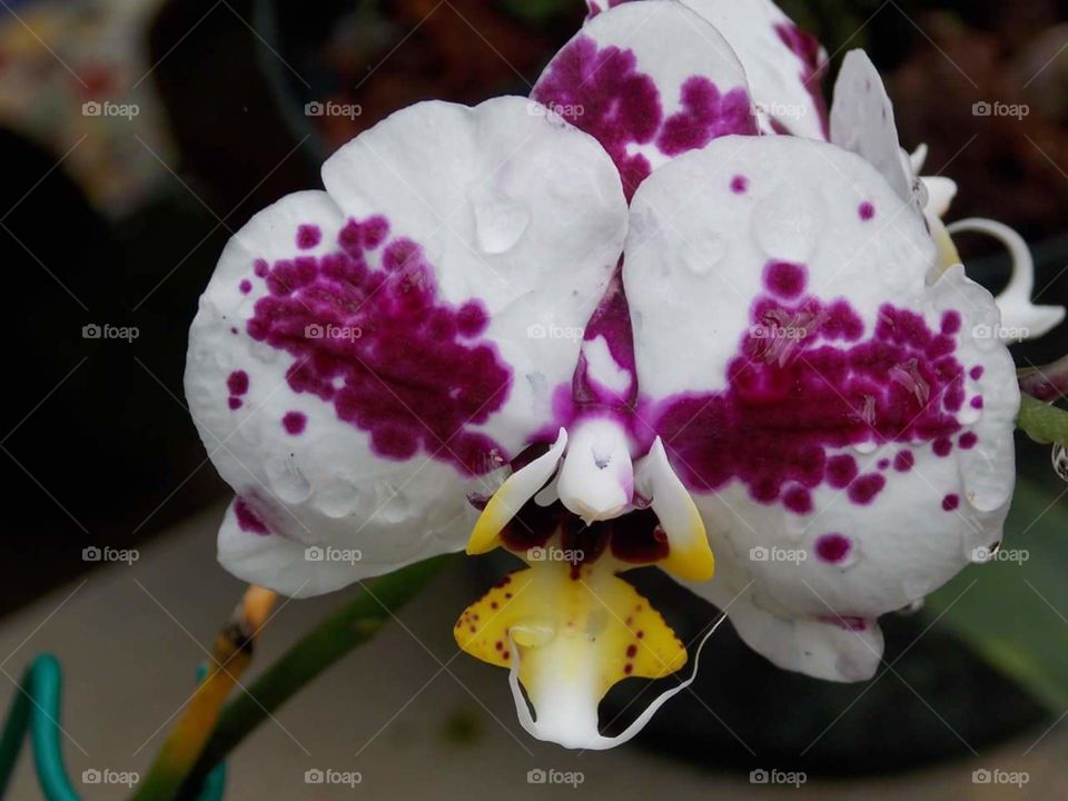 White/Pink Orchid
