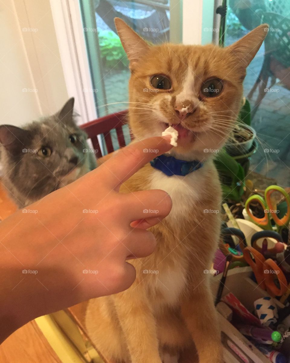 Cat, Cute, Kitten, Pet, Animal