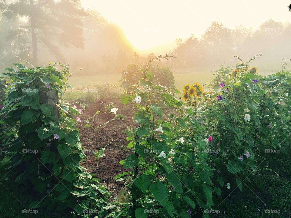 Misty sunrise over flower garden 