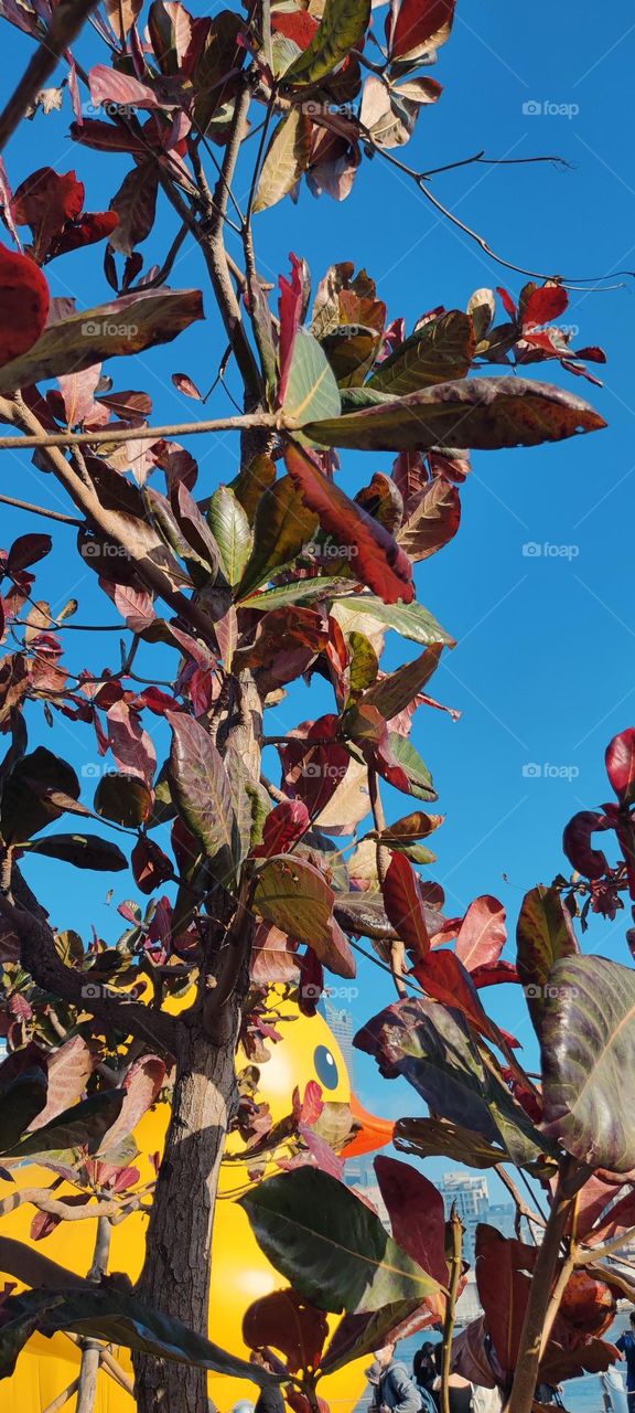 Rubber Duck floating on Love River Bay in Kaohsiung, Taiwan