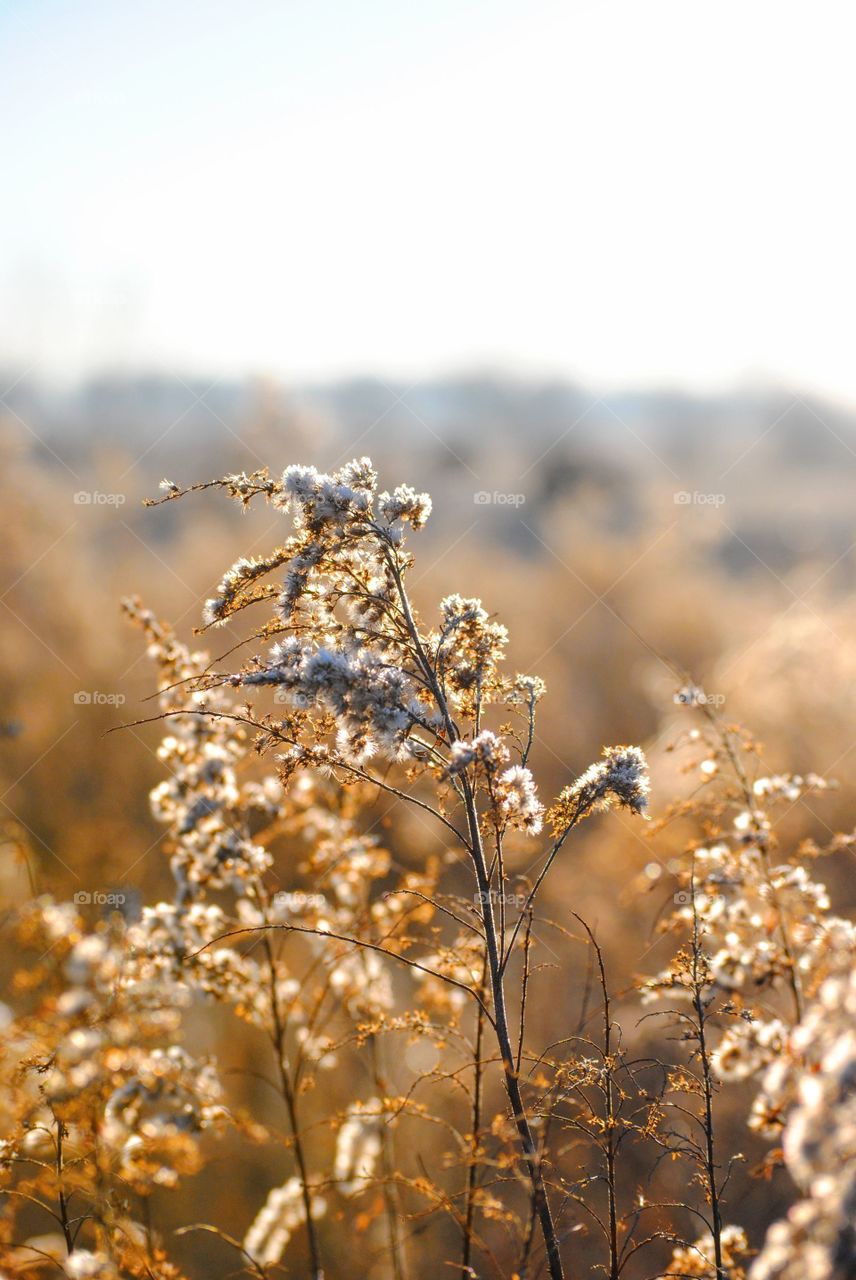 Long branches covered with white flowers in a golden field in Columbus