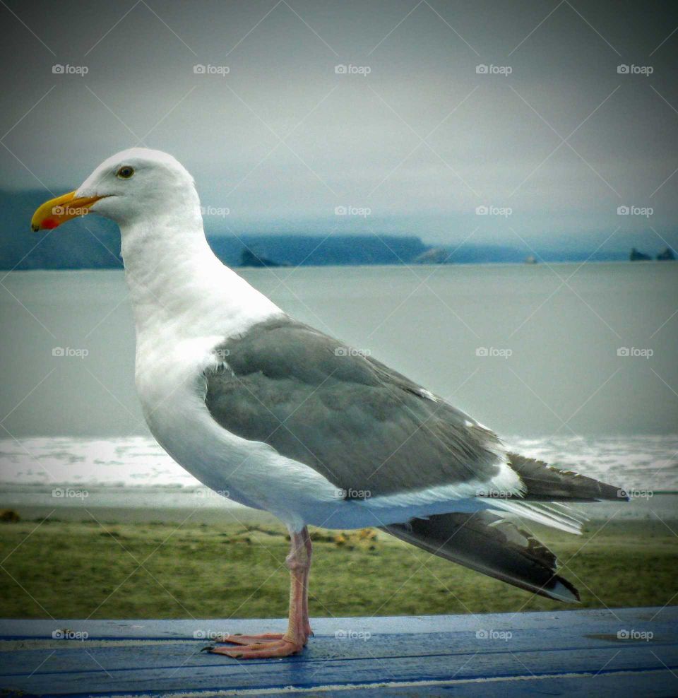 Seagull Checks in At the Beach "White & Grey"