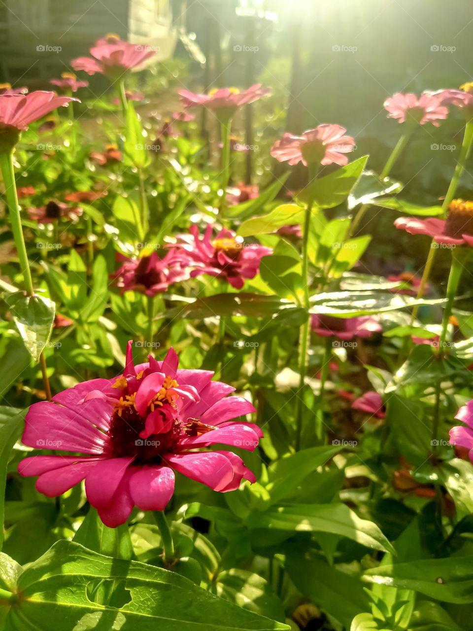 Pink flowers in the morning sun.