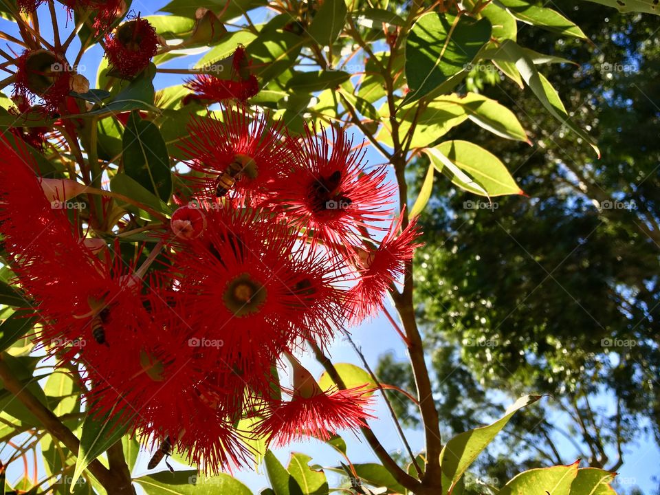 Red flowering gum known as eucalyptus family’s ornament tree.