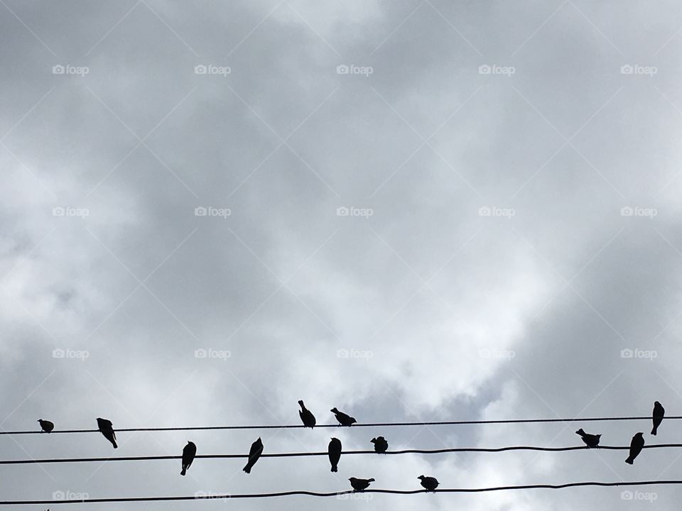 Birds on a wire