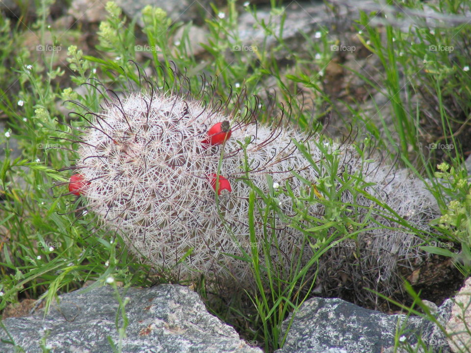 Flowering Cactus 